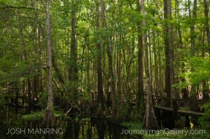 Josh Manring Photographer Decor Wall Art -  Florida Everglades -22.jpg